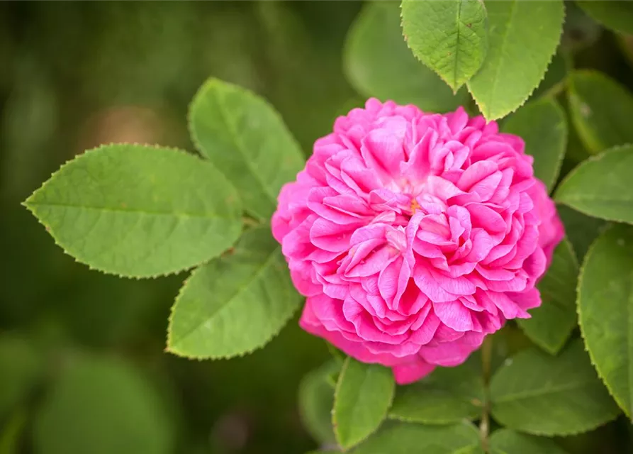 Strauchrose 'Rose de Resht'