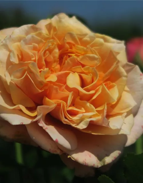 Strauchrose 'La Villa Cotta'®