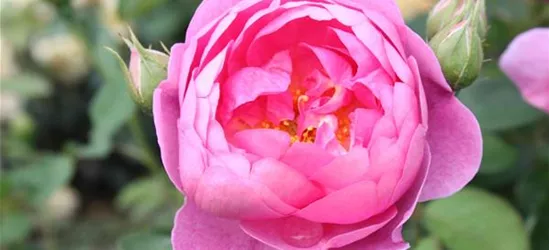 Strauchrose 'Royal Jubilee'®