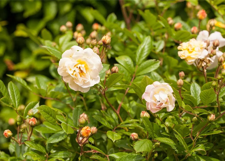 Strauchrose 'Ghislaine de Feligonde'