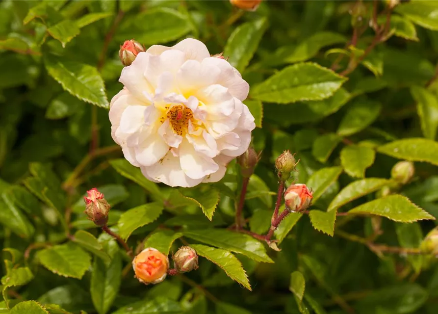Strauchrose 'Ghislaine de Feligonde'