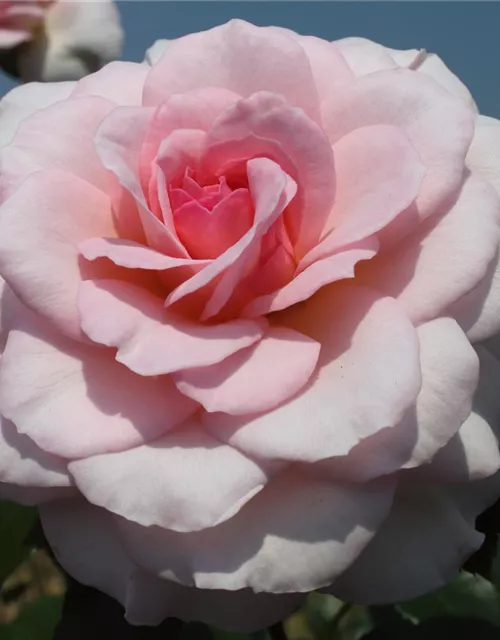 Strauchrose 'Bremer Stadtmusikanten'®