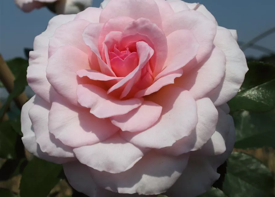 Strauchrose 'Bremer Stadtmusikanten'®