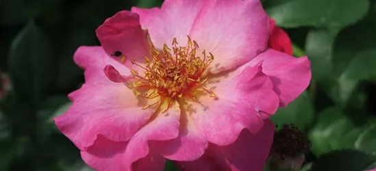 Strauchrose 'Tourmaline'®