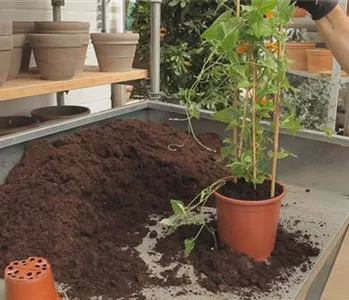 Schwarzäugige Susanne - Umtopfen