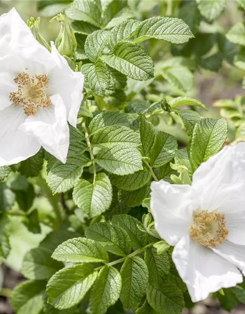 Weiße Apfelrose 'Alba'