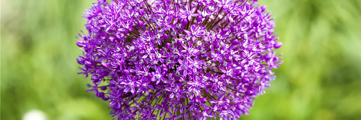 Allium 'Lucy Ball'