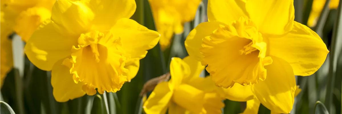 Narcissus in großkronigen Sorten