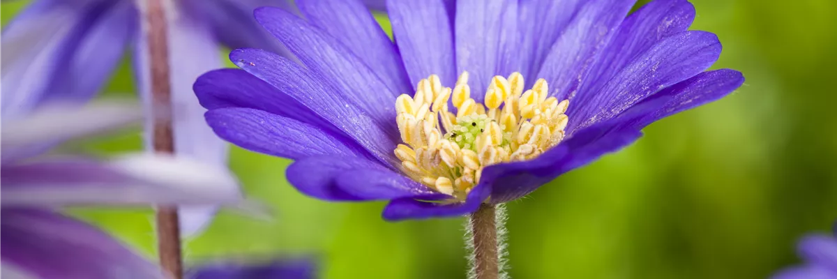 Anemone blanda, blau