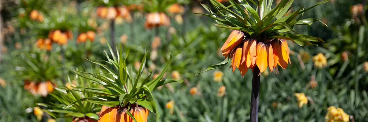 Fritillaria imperialis