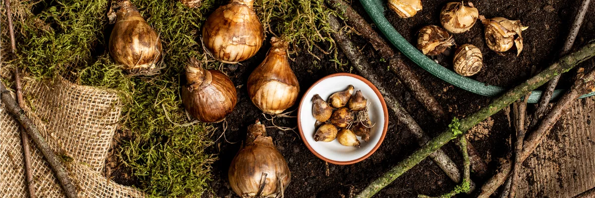 Verschiedene Blumenzwiebeln