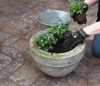 Vergissmeinnicht - Einpflanzen in ein Gefäß