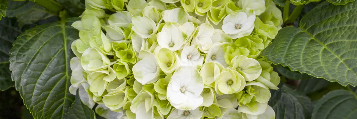 Hydrangea macrophylla 'Hochzeits-Hortensie'®