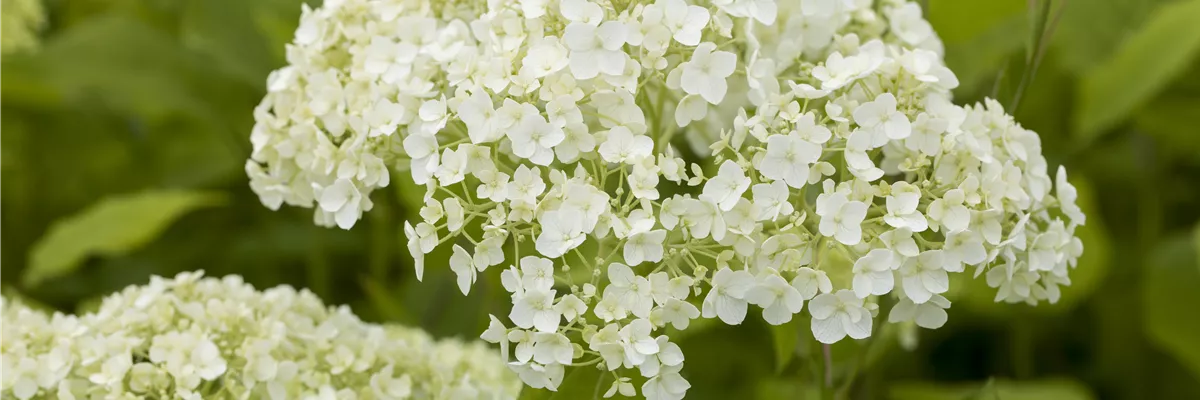 Hydrangea arborescens