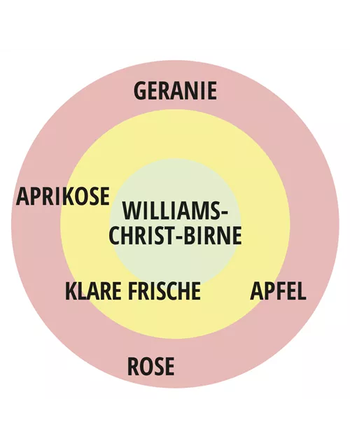 Beetrose 'Freifrau Caroline'®