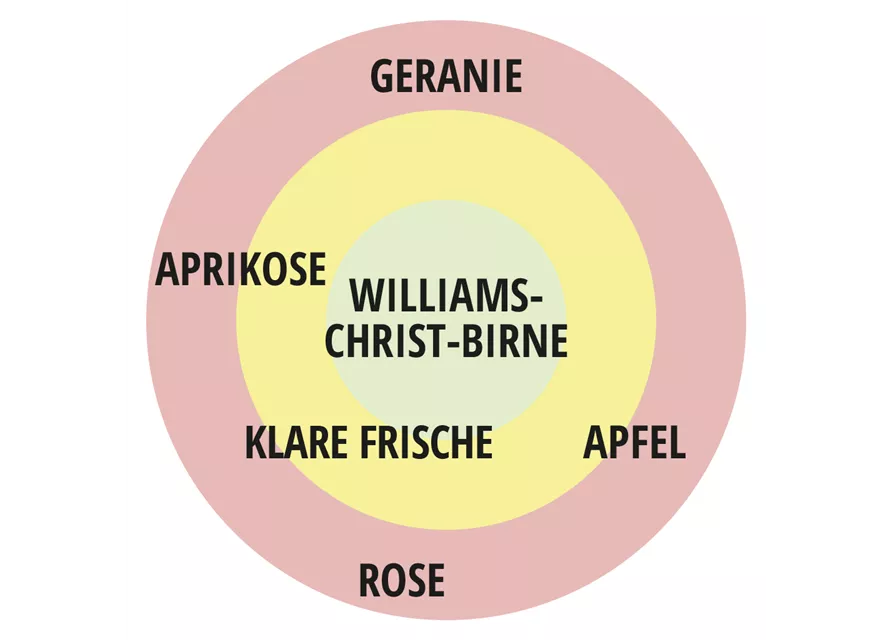 Beetrose 'Freifrau Caroline'®