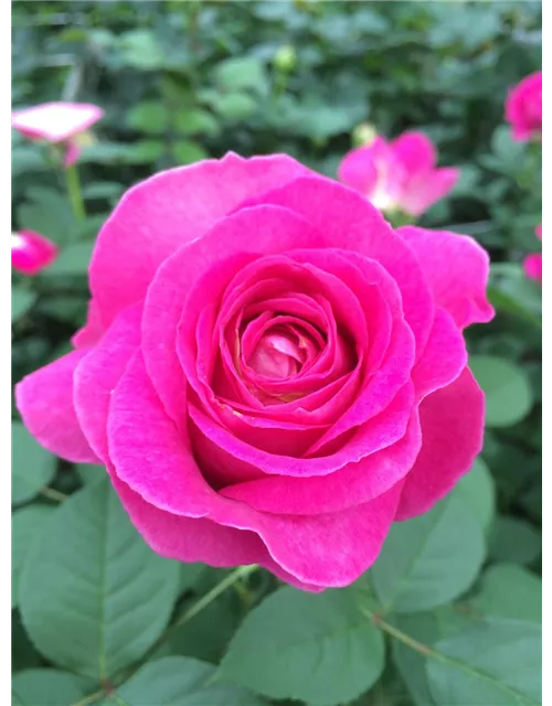 Beetrose 'Fräulein Maria'®