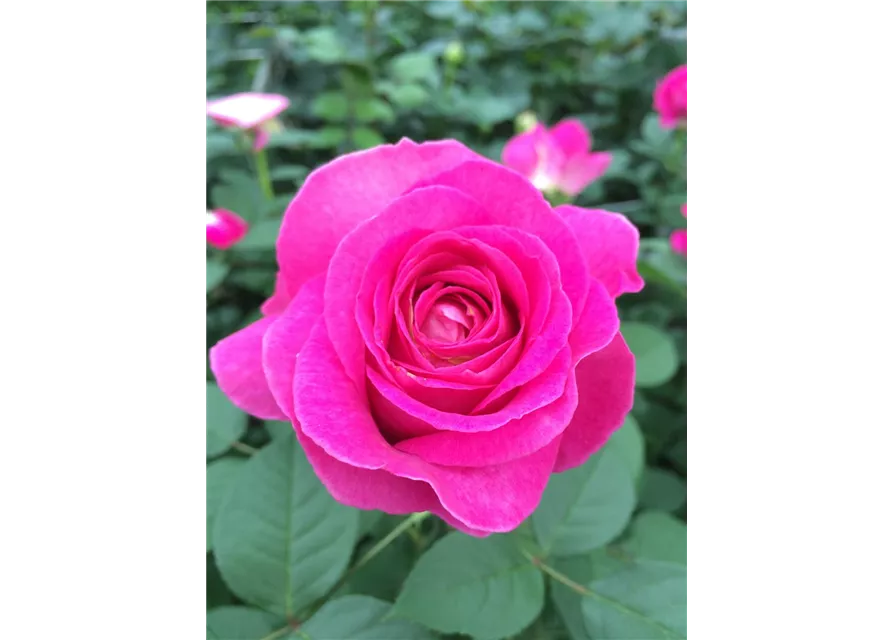 Beetrose 'Fräulein Maria'®