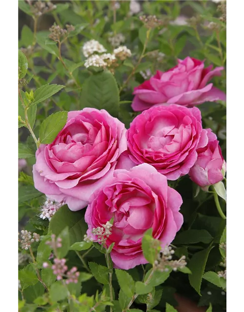 Beetrose 'Fräulein Maria'®