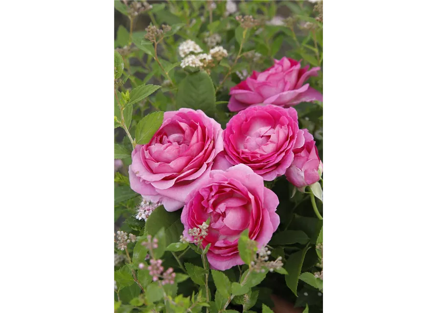 Beetrose 'Fräulein Maria'®