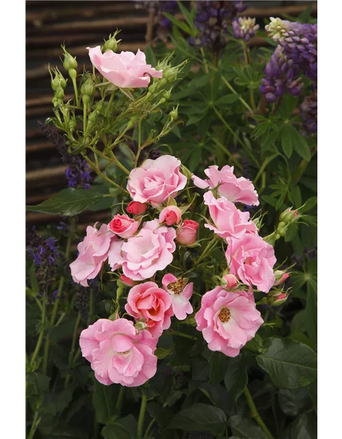 Beetrose 'Roselina'®