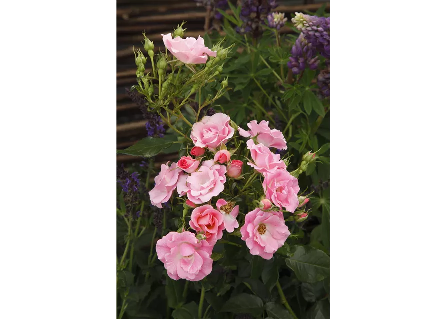 Beetrose 'Roselina'®