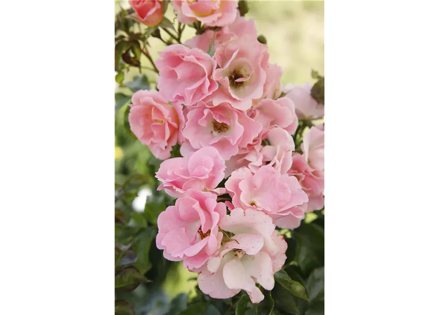 Beetrose 'Roselina'®