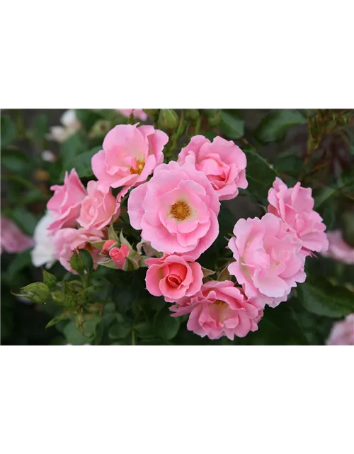 Beetrose 'Roselina'®