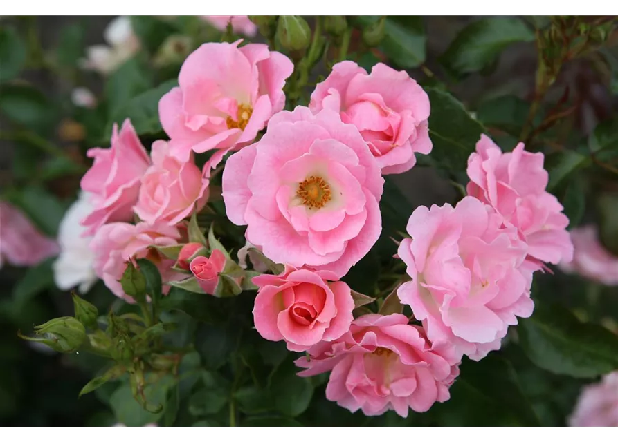 Beetrose 'Roselina'®