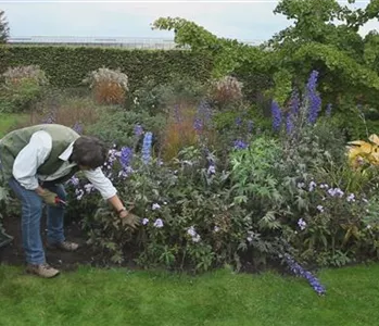 Rittersporn - Zurückschneiden nach der Blüte