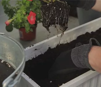 Hängende Petunien - Einpflanzen in einen Balkonkasten