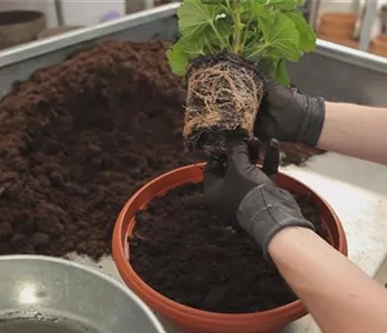 Geranien - Einpflanzen in ein Gefäß