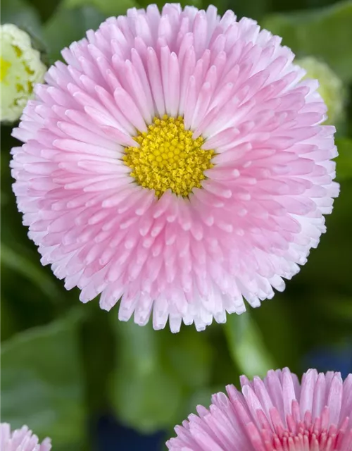 Gänseblümchen