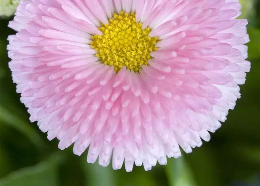 Gänseblümchen