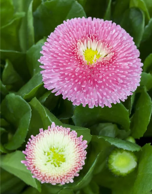 Gänseblümchen