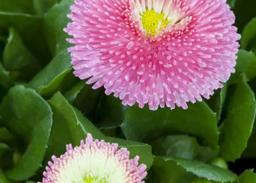 Gänseblümchen