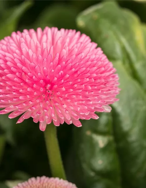 Gänseblümchen