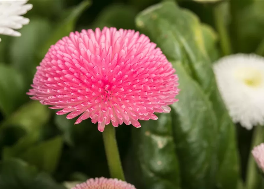 Gänseblümchen