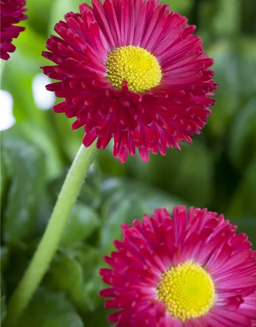 Gänseblümchen