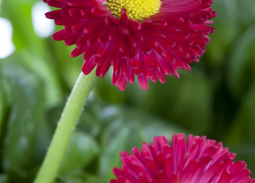 Gänseblümchen
