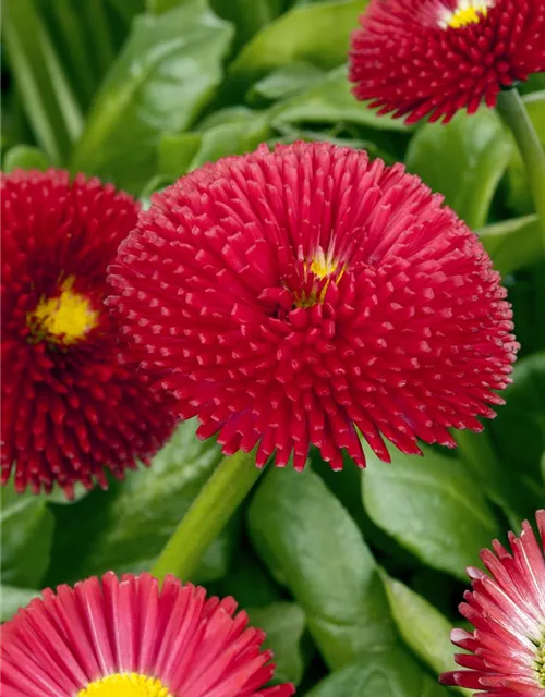 Gänseblümchen