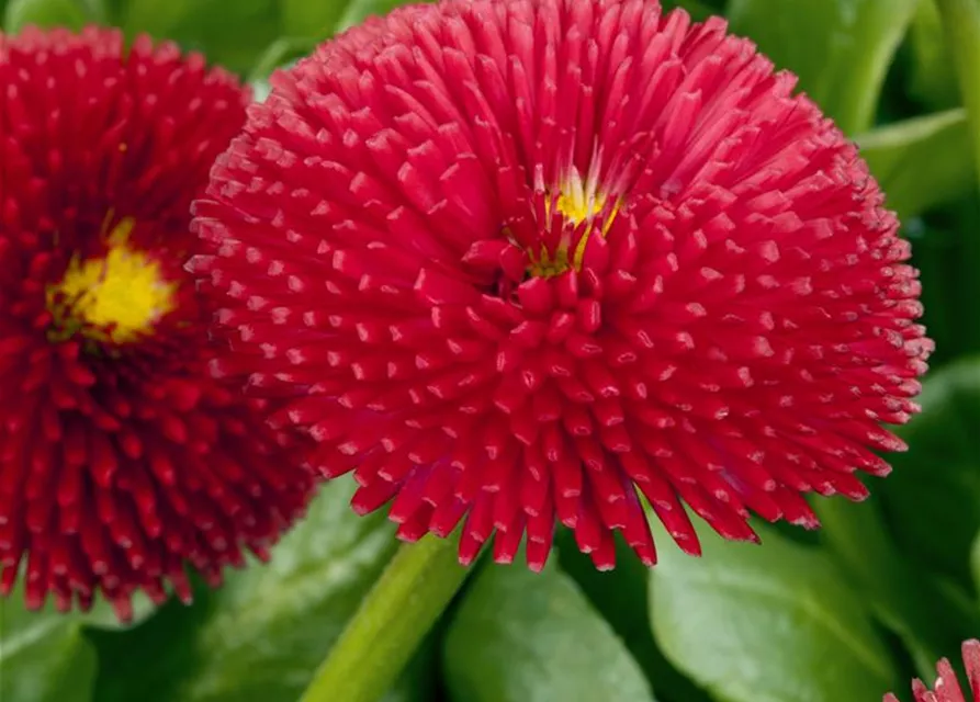 Gänseblümchen