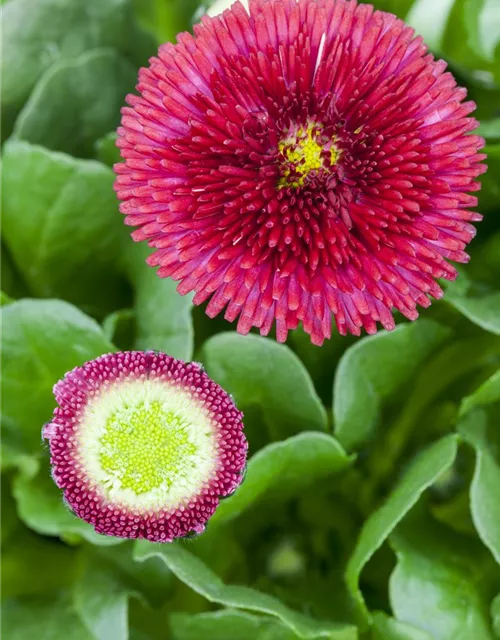 Gänseblümchen