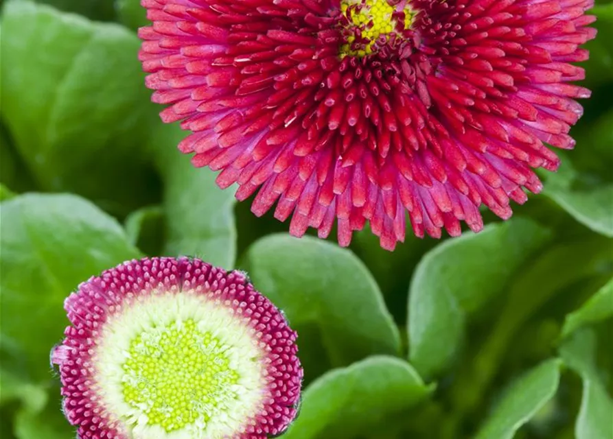 Gänseblümchen