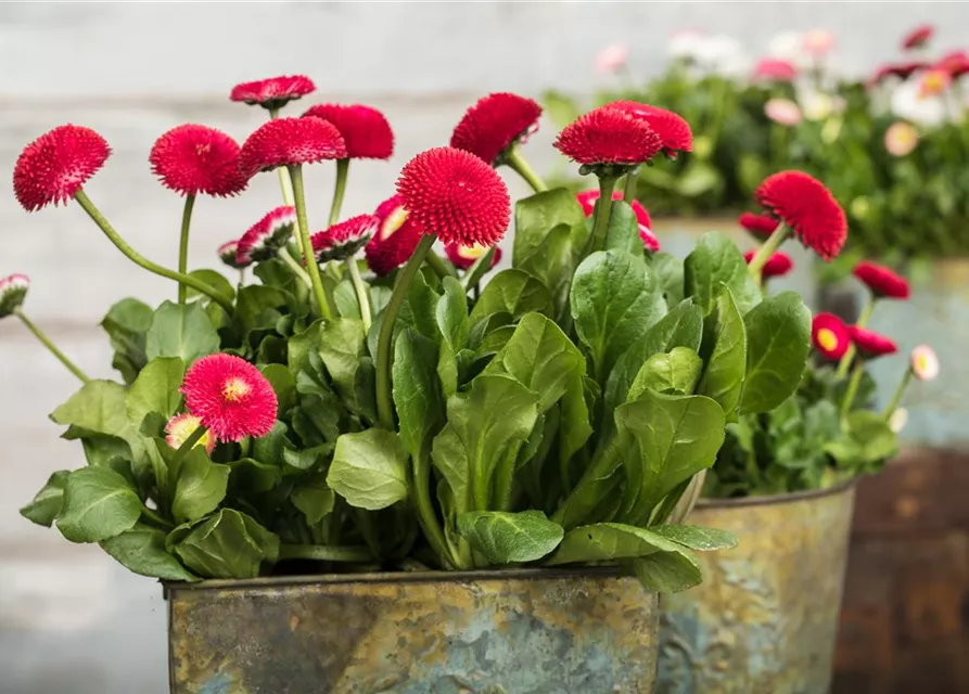 Gänseblümchen