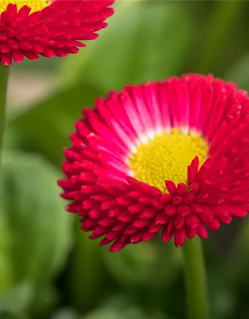 Gänseblümchen