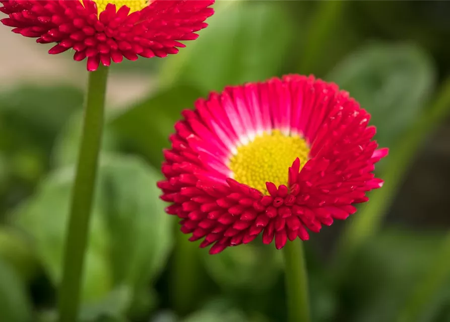 Gänseblümchen