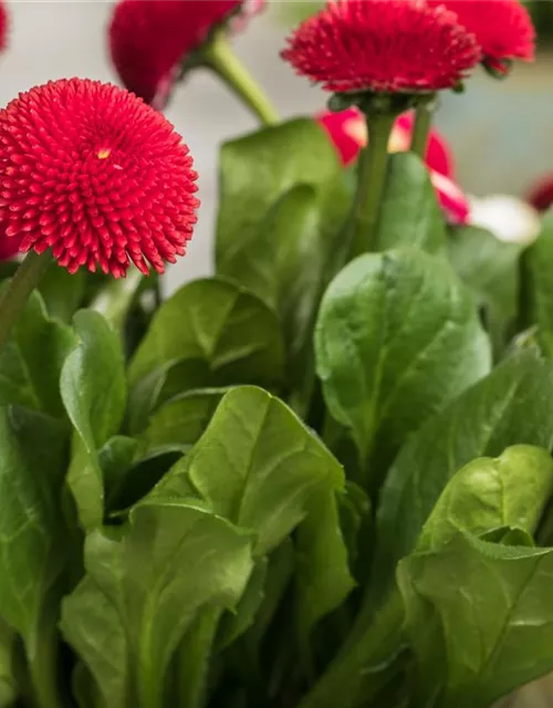 Gänseblümchen