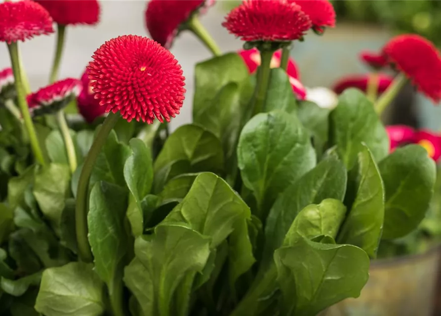 Gänseblümchen