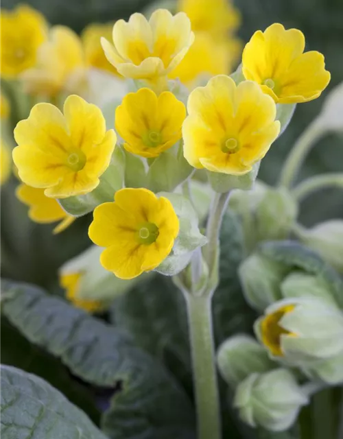 Echte Schlüsselblume